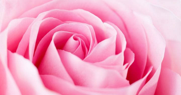 Ý nghĩa màu sắc của hoa hồng 