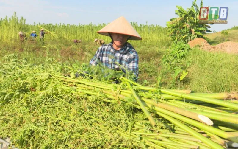 Sợi Đay Thô Tự Nhiên Đa Năng, Độ Bền Vượt Trội Các công đoạn tách sợi và chế biến