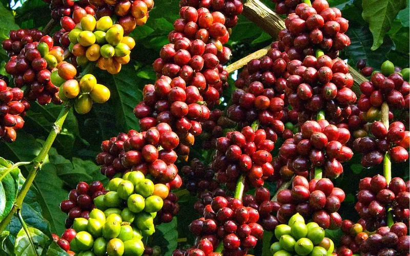 7 Cách Nhuộm Màu Túi Vải Đay Siêu Dễ Tại Nhà Phương Pháp Nhuộm Bằng Cà Phê (Màu Nâu Vintage)