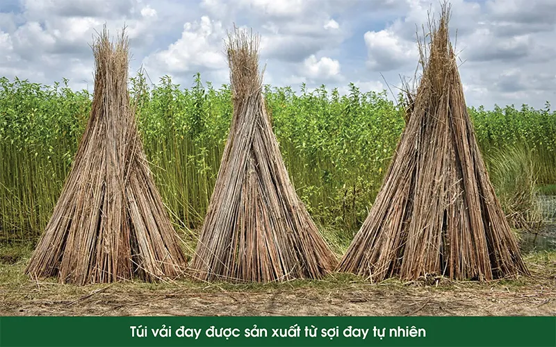 thân cây đay dùng để may túi vải đay thân cây đay dùng để may túi vải đay