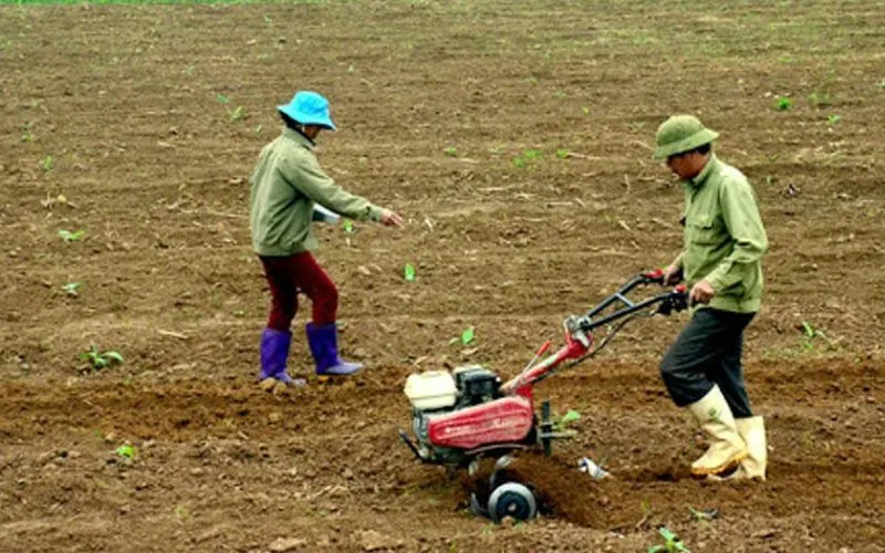 Cultivation and Harvesting Stage Cultivation and Harvesting Stage