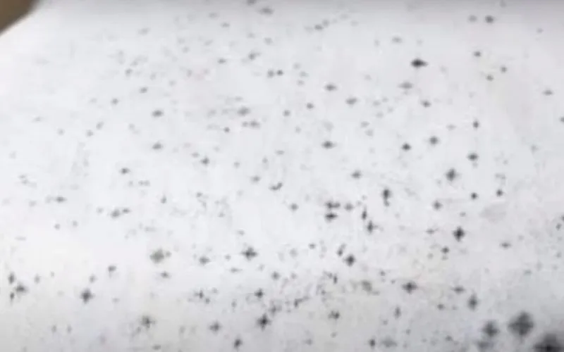 Handling Mold and Unpleasant Odors