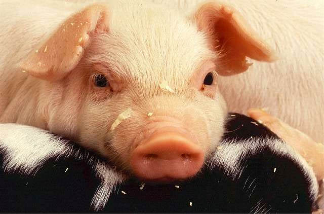 Pig zodiac suitable colors 2022
