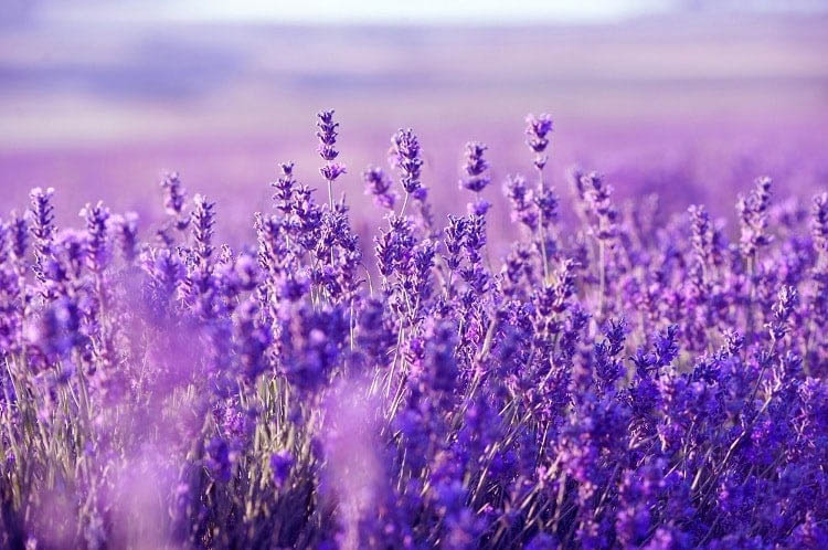 Purple color