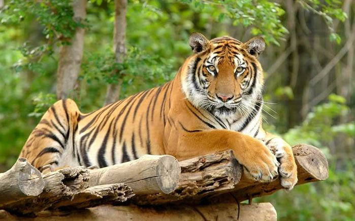What colors suit Tiger zodiac 1998 What colors suit Tiger zodiac 1998
