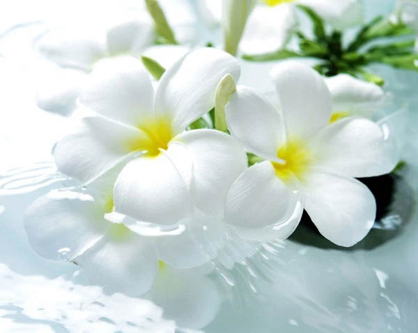 White purity