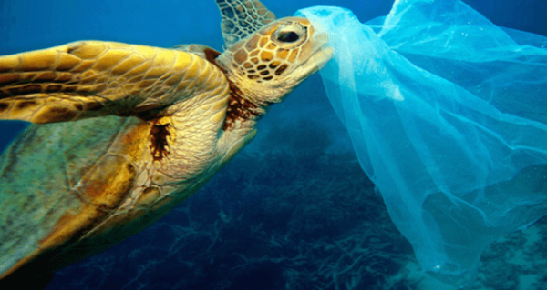Harmful effects of plastic bags on marine life Harmful effects of plastic bags on marine life